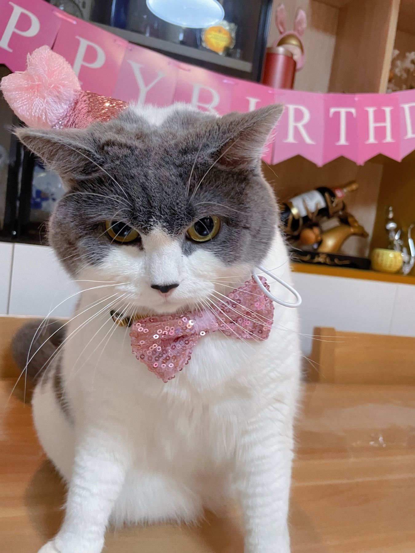 Schrödinger Elizabeth Sun wearing a pink party hat and bow tie